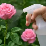 Afidi sulle rose: una soluzione non tossica che elimina il problema senza danneggiare i fiori