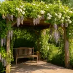 Con quali piante rivestire una pergola? Ottieni ombra compatta e profumo in poche stagioni