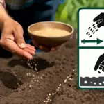 Quale tecnica usare per seminare a spaglio? Migliora la germinazione con questa semplice procedura
