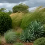 Quali piante scegliere per giardini ventosi? Le varietà resistenti che assicurano verde tutto l’anno