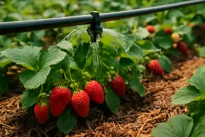 Fragole nell’orto: la strategia d’irrigazione che mantiene dolcezza e previene le muffe